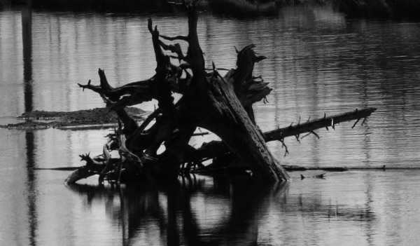 Madison River Stump Sculpture