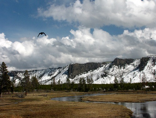 Raven Flies near Madison Junction