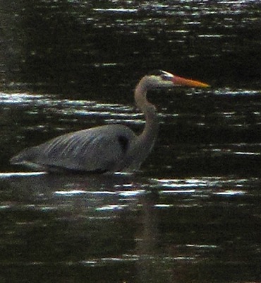 Great Blue Heron (Ardea herodias) Stalks the Gibbon River