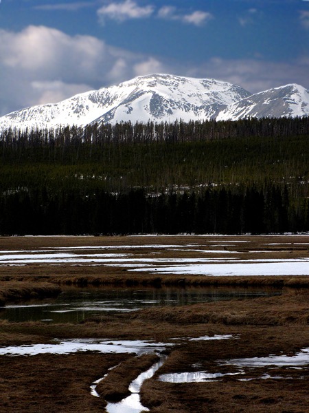 Gibbon River Meadow