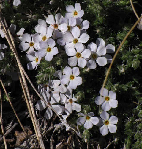 Early Blooming Hood's Phlox (Phlox hoodii)