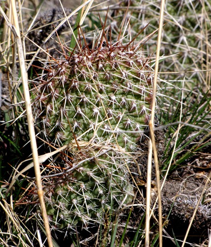 Plains Prickly Pear (Opuntia polyacantha)