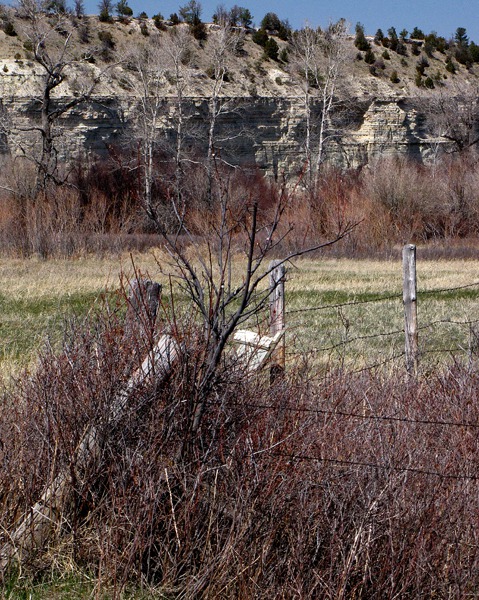 Pheasant Cover Along Fence at Greycliff Fishing Access MT