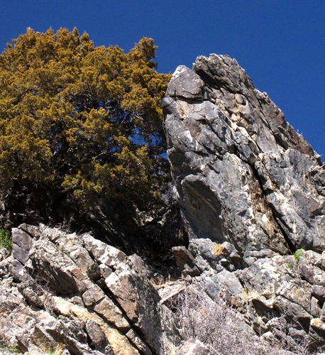 Rock and Juniper On Madison River Bluff