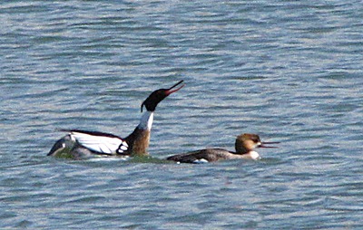 Mating Common Mergansers (Mergus merganser) In Roadside Pond