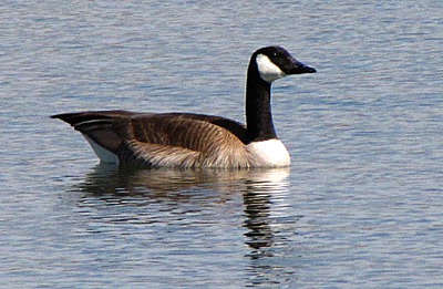 Canada goose (Branta canadensis) Patrols the Madison River