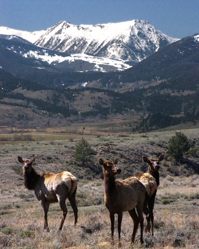 Elk (Cervus canadensis) with Tobacco Root Backdrop