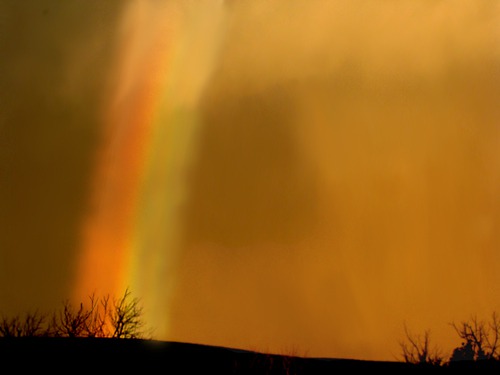 Rainbow Crashes Into the Treetops