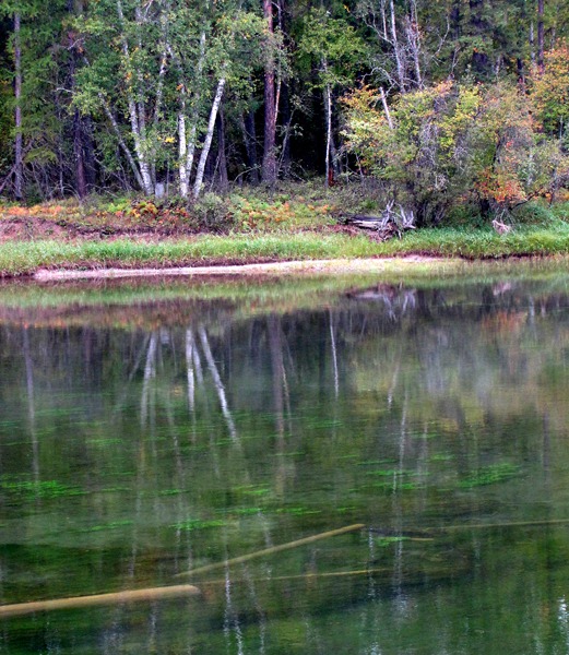 Woods Reflect in Foggy Slough