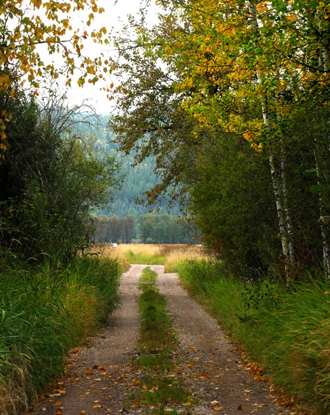 Road to Swan Lake Preserve