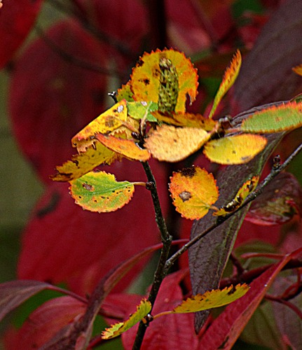 Multicolored Fall Fest