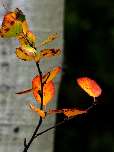 Yellow Leaves Near An Aspen Trunk