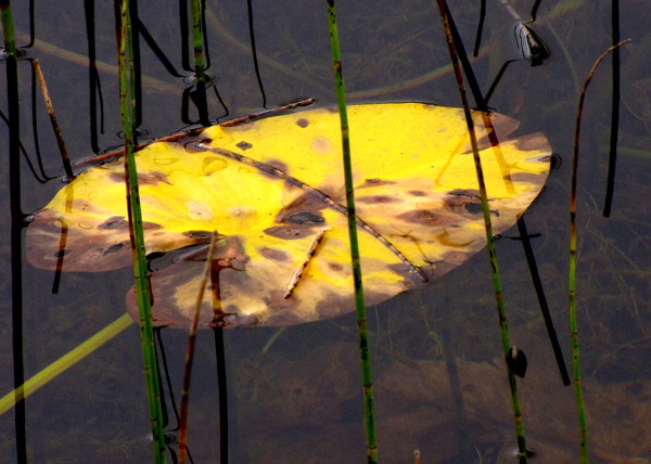 Lily Pad Dons Autumn Shades