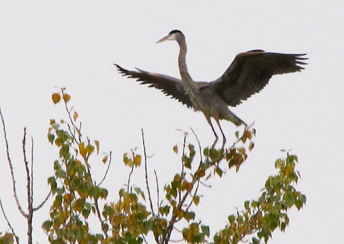 Heron Alights
