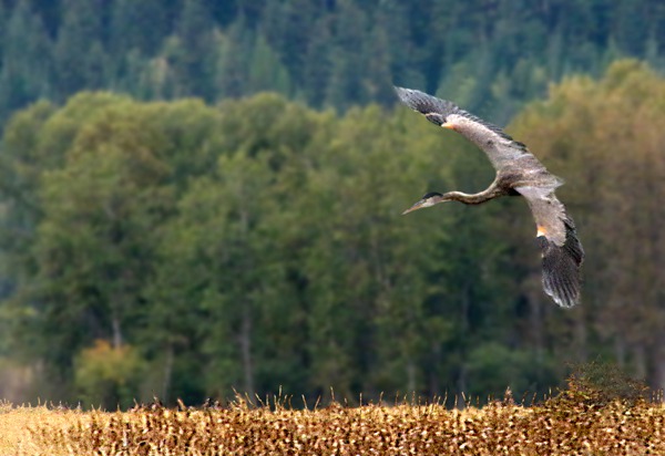 Heron Swoop