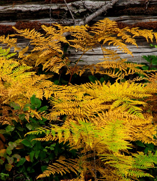 Fall Fern Foliage along the Swan