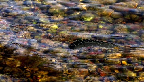 Feather Floats On