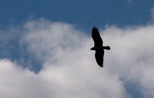 Osprey Silouette Over the River
