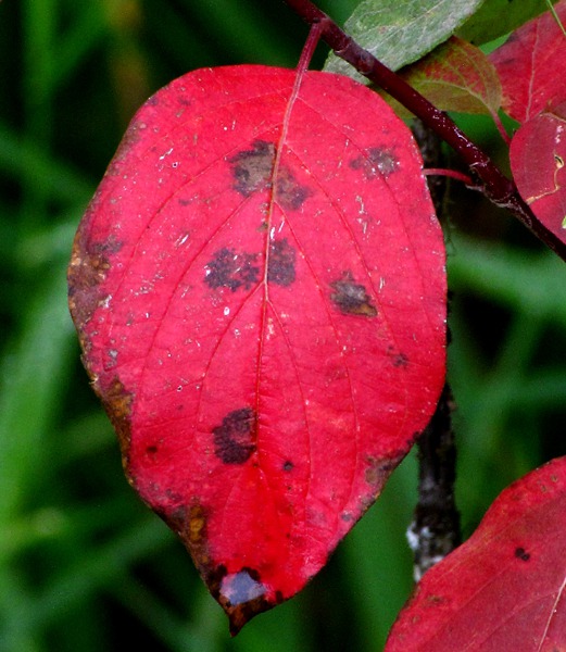 Red Blotched Leaf