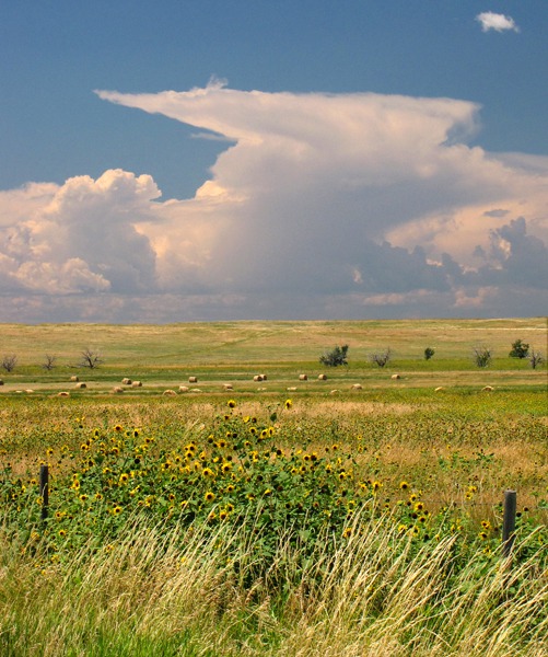 Cumulus and Sunflowers Near Mule Creek Junction