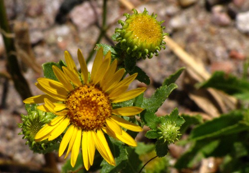 Curlycup Gumweed (Grindelia squarrosa)