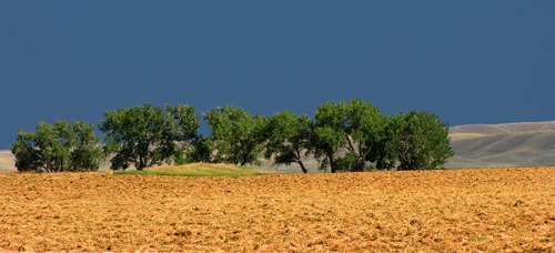 Line of Trees at Field's Edge