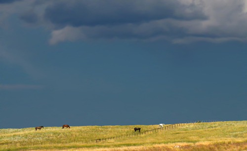 Horses Graze in Gathering Storm