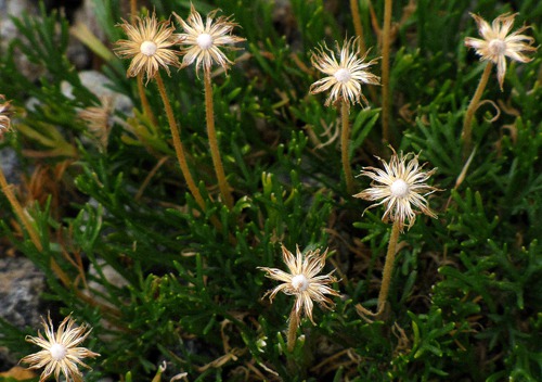Spent White Flowers Near Red Mountain