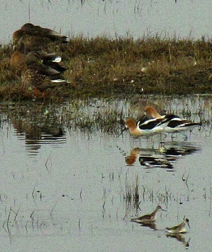 Cinnamon Teal, Anas cyanoptera, American Avocet, Recurvirostra americana, and Wilson's Phalarope, Phalaropus tricolor 