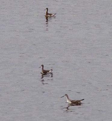 Wilson's Phalarope, Phalaropus tricolor 