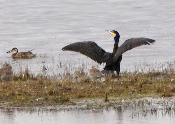 Double-crested Cormorant, Phalacrocorax auritus, Northern Shoveler, Anas clypeata 