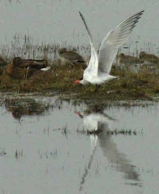 Common Tern Wings Up, Sterna hirundo 