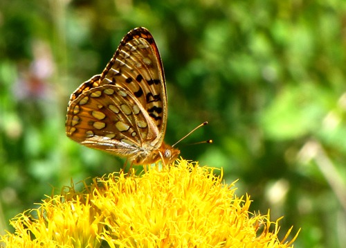Fritillary Butterfly On  Rubber Rabbitbrush (Ericameria nauseosa, formerly Chrysothamnus nauseosus) Alongside Paonia Res