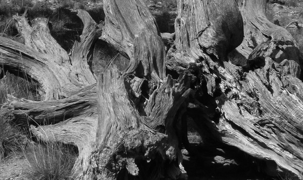 Pinon Tangle in Black Canyon of the Gunnison National Park CO