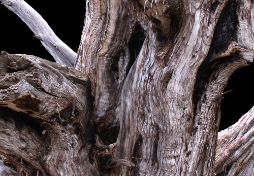 Pinon Trunk in Black Canyon of the Gunnison National Park CO