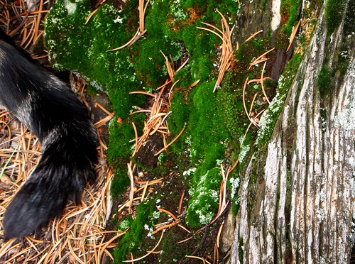 Moss Log and Friend (Leesha's Tail) in Black Canyon of the Gunnison National Park CO