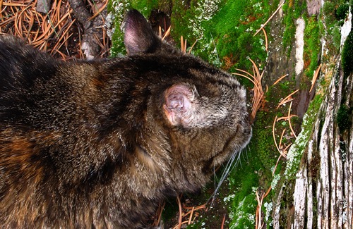 Furry Purry Sniff Tests a Moss Log in Black Canyon of the Gunnison National Park CO