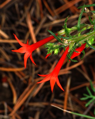 Scarlet Gilia (Ipomopsis aggregata) and Pine Needles in Black Canyon of the Gunnison National Park CO
