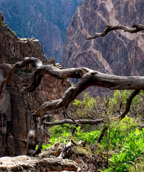 Pinon and Painted Wall in Black Canyon of the Gunnison National Park CO