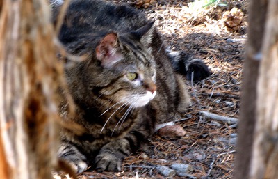 Furry Purry Takes a Shade Break in Black Canyon of the Gunnison National Park CO