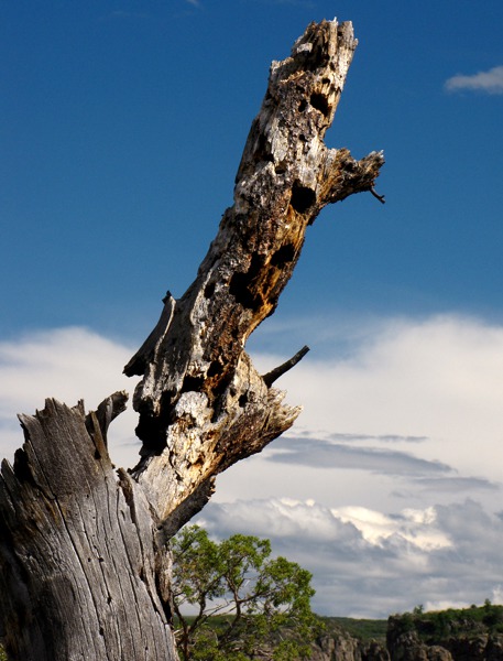 Woodpecker Condo on Canyon Rim in Black Canyon of the Gunnison National Park CO
