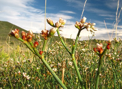White Flower on Green Stalk