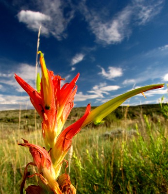 Paintbrush On Canyon Rim