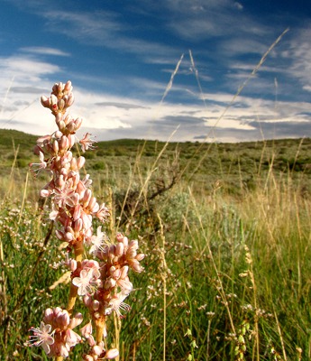 White Stalk Flower
