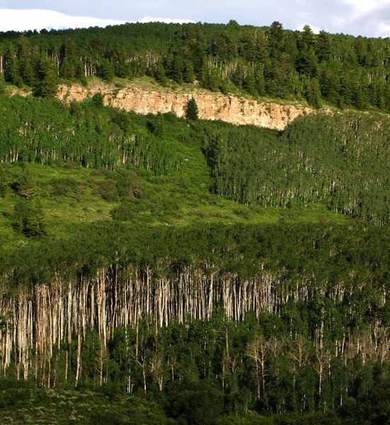 Aspen Grove Below Road Cut on HW 92