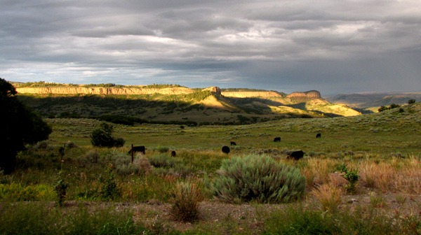Cows and Far Mesas