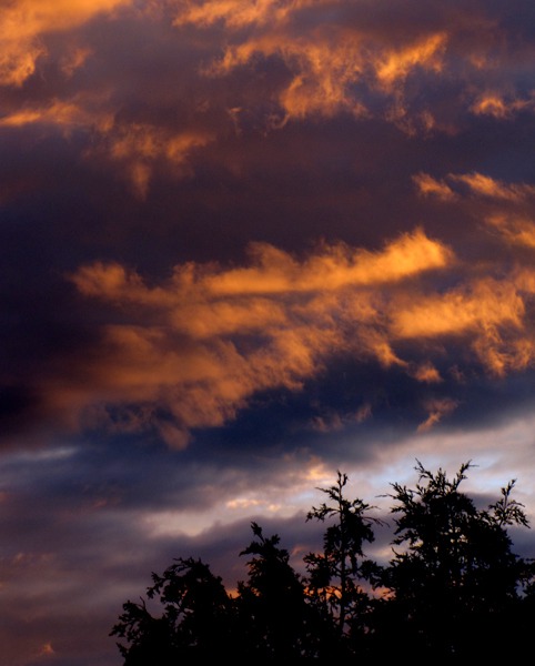 Sunset with Tree Tops