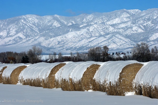 Frosted Mini-Wheats for Cows