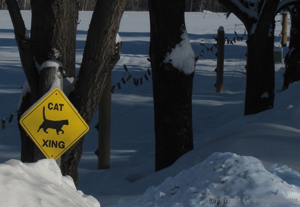 A Montana Tough Cat Crossing
