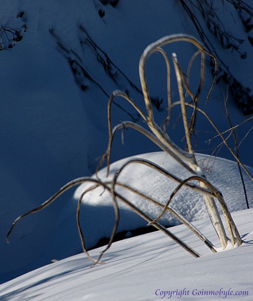 A Weed at Ditch Edge in Long Winter Light